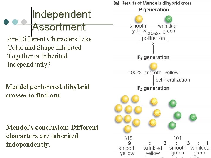 Independent Assortment Are Different Characters Like Color and Shape Inherited Together or Inherited Independently?