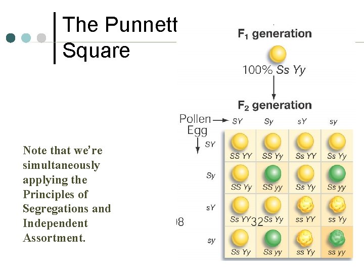 The Punnett Square Note that we’re simultaneously applying the Principles of Segregations and Independent