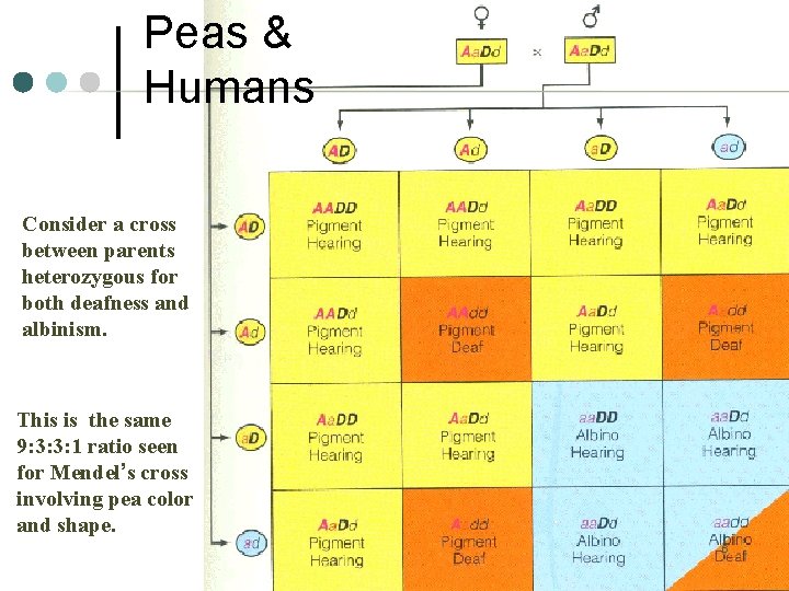 Peas & Humans Consider a cross between parents heterozygous for both deafness and albinism.