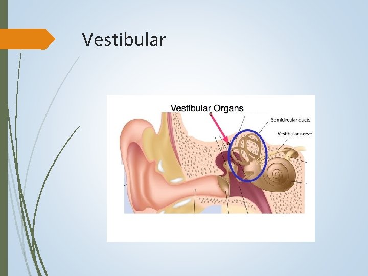 Vestibular 