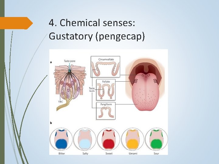 4. Chemical senses: Gustatory (pengecap) 