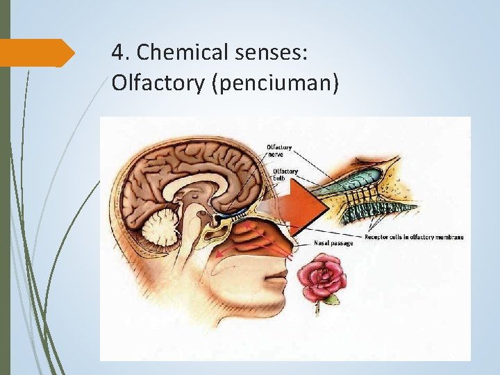 4. Chemical senses: Olfactory (penciuman) 