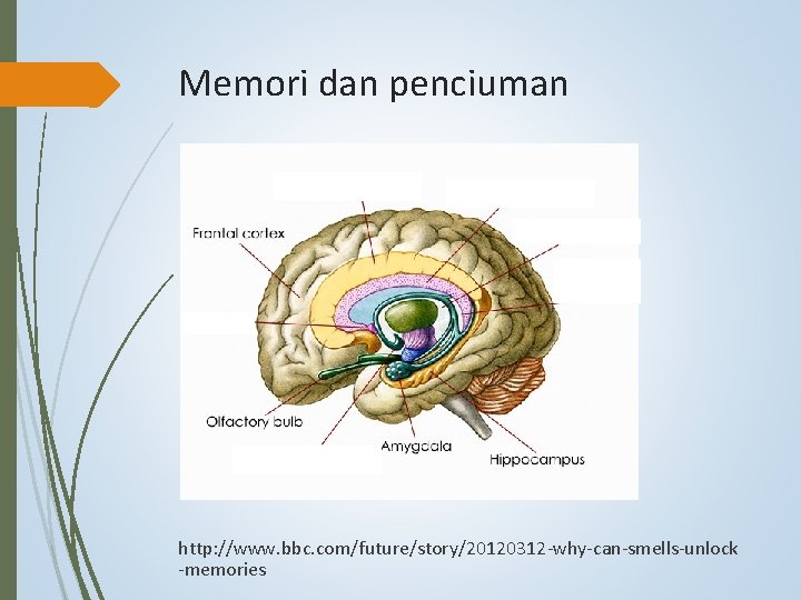 Memori dan penciuman http: //www. bbc. com/future/story/20120312 -why-can-smells-unlock -memories 