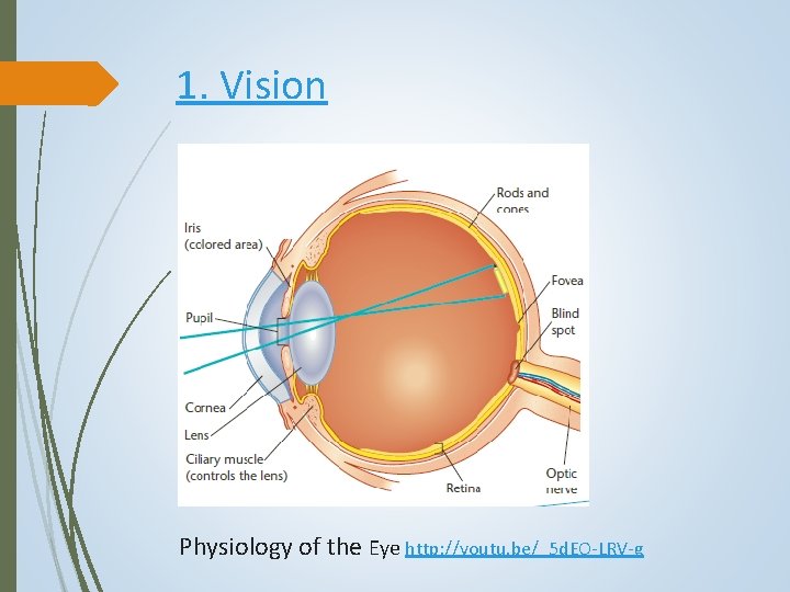 1. Vision Physiology of the Eye http: //youtu. be/_5 d. EO-LRV-g 