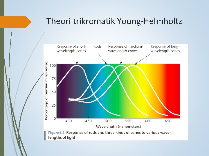 Theori trikromatik Young-Helmholtz 