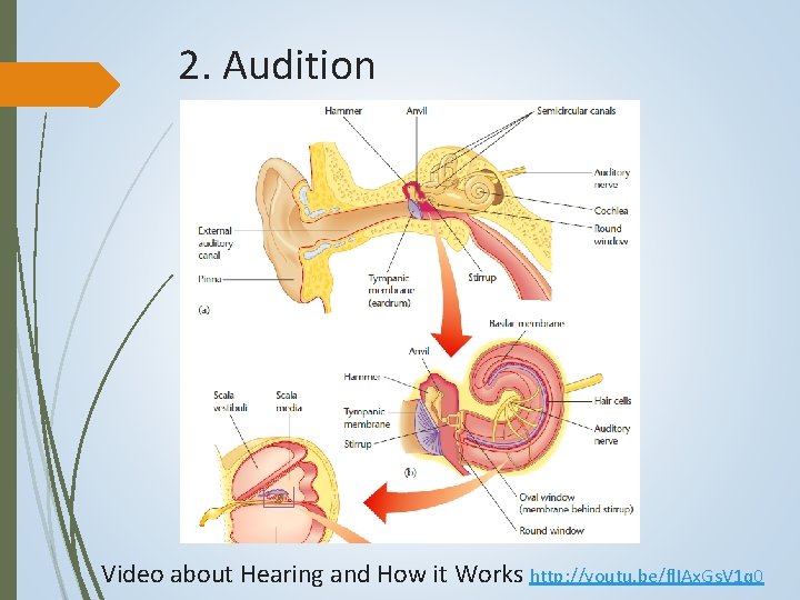 2. Audition Video about Hearing and How it Works http: //youtu. be/fl. IAx. Gs.