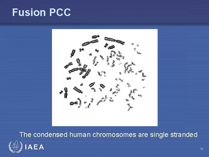 Fusion PCC The condensed human chromosomes are single stranded IAEA 12 