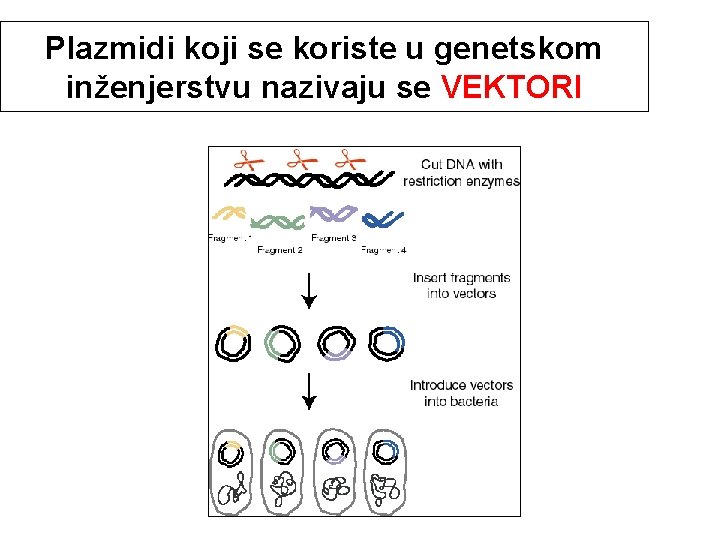 Plazmidi koji se koriste u genetskom inženjerstvu nazivaju se VEKTORI 