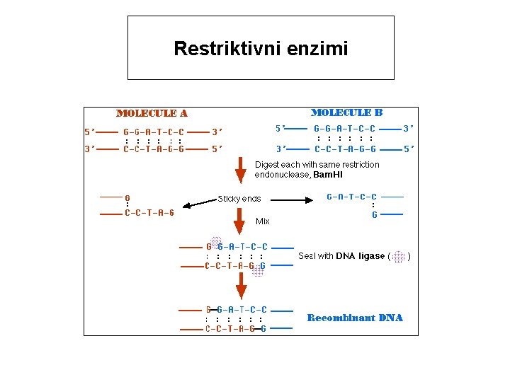 Restriktivni enzimi 