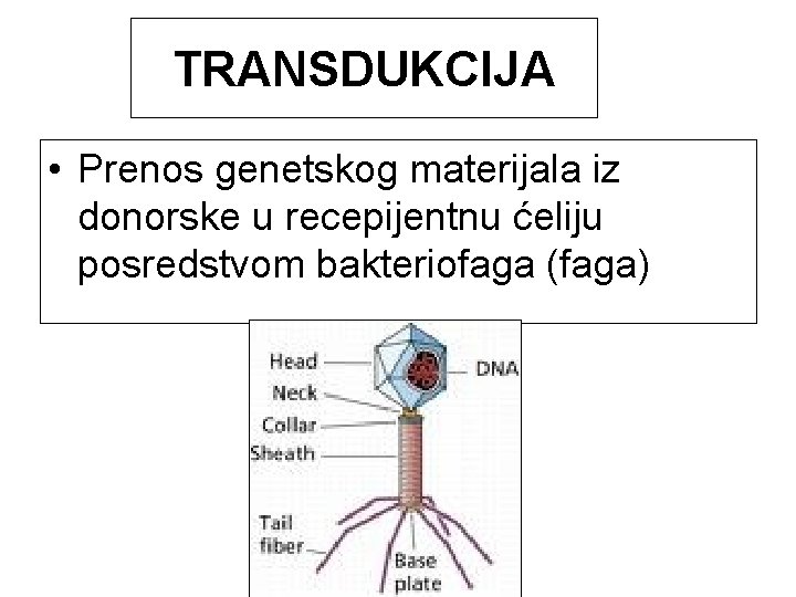TRANSDUKCIJA • Prenos genetskog materijala iz donorske u recepijentnu ćeliju posredstvom bakteriofaga (faga) 