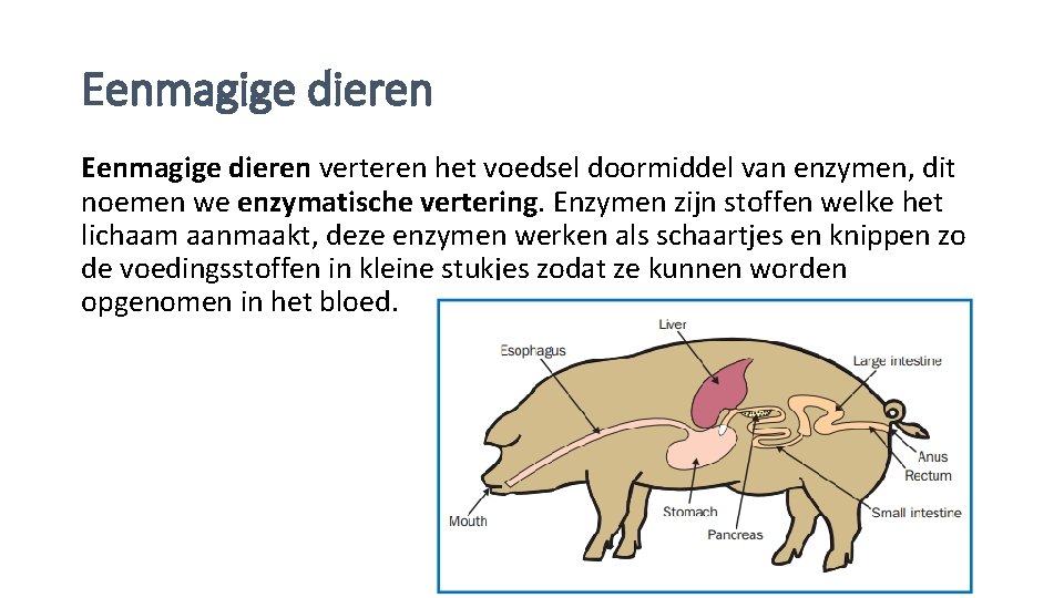 Eenmagige dieren verteren het voedsel doormiddel van enzymen, dit noemen we enzymatische vertering. Enzymen