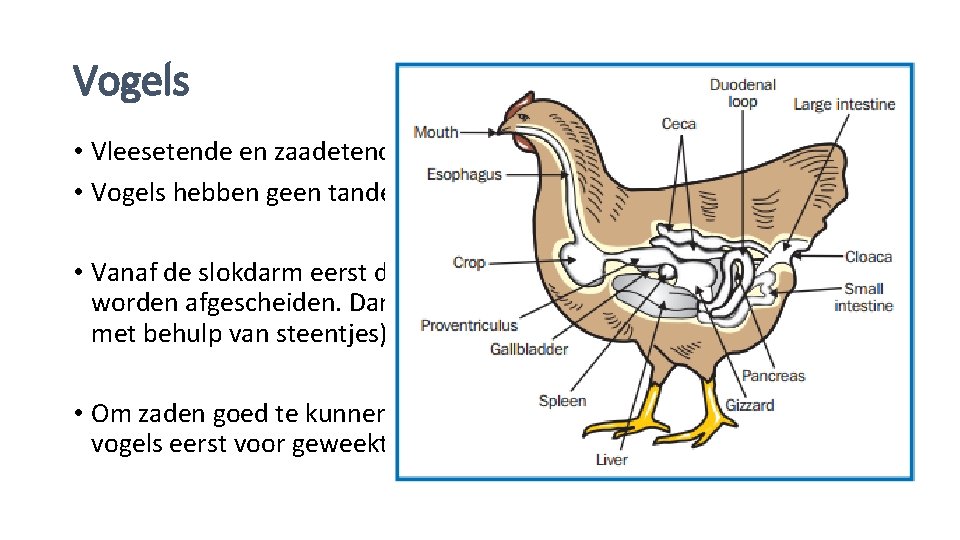 Vogels • Vleesetende en zaadetende vogels • Vogels hebben geen tanden en veelal twee