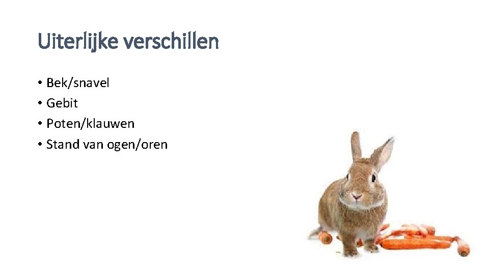 Uiterlijke verschillen • Bek/snavel • Gebit • Poten/klauwen • Stand van ogen/oren 