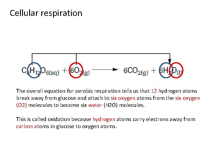 Cellular respiration The overall equation for aerobic respiration tells us that 12 hydrogen atoms