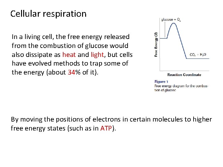 Cellular respiration In a living cell, the free energy released from the combustion of