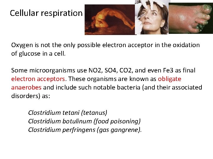 Cellular respiration Oxygen is not the only possible electron acceptor in the oxidation of