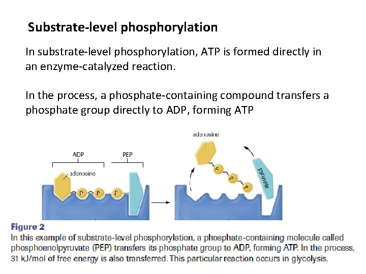 Substrate-level phosphorylation In substrate-level phosphorylation, ATP is formed directly in an enzyme-catalyzed reaction. In