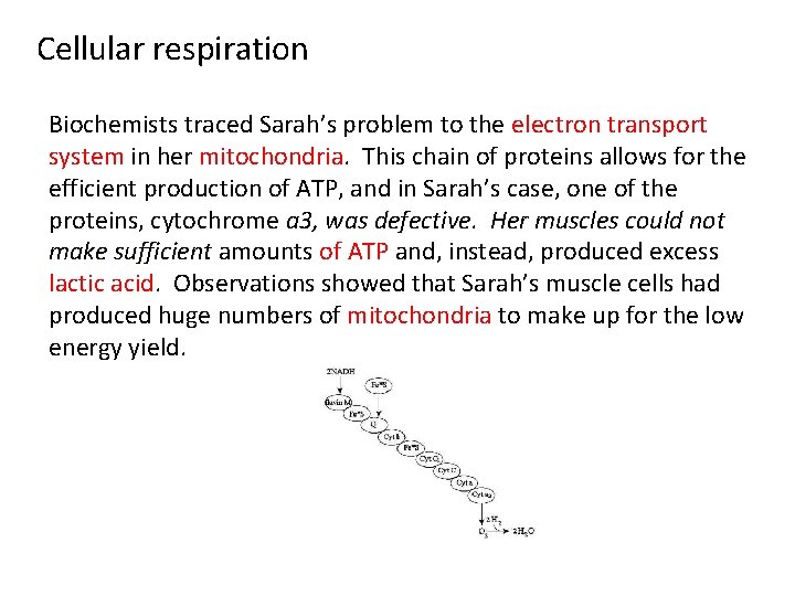 Cellular respiration Biochemists traced Sarah’s problem to the electron transport system in her mitochondria.