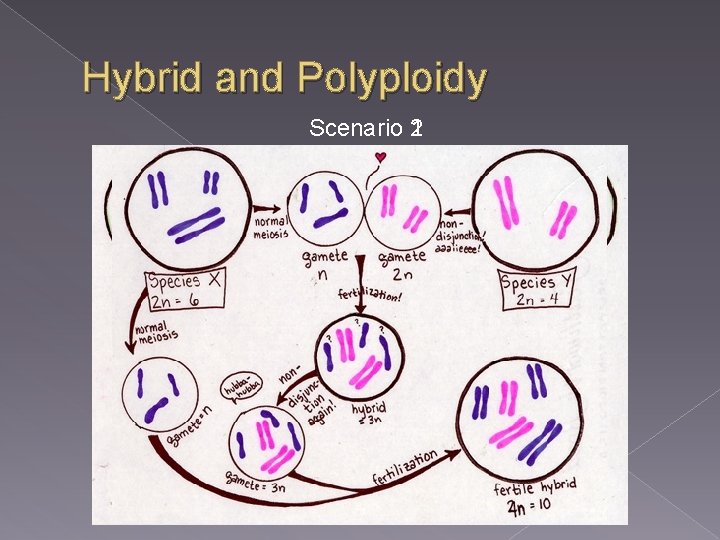 Hybrid and Polyploidy Scenario 2 1 