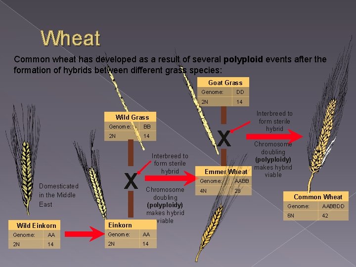 Wheat Common wheat has developed as a result of several polyploid events after the