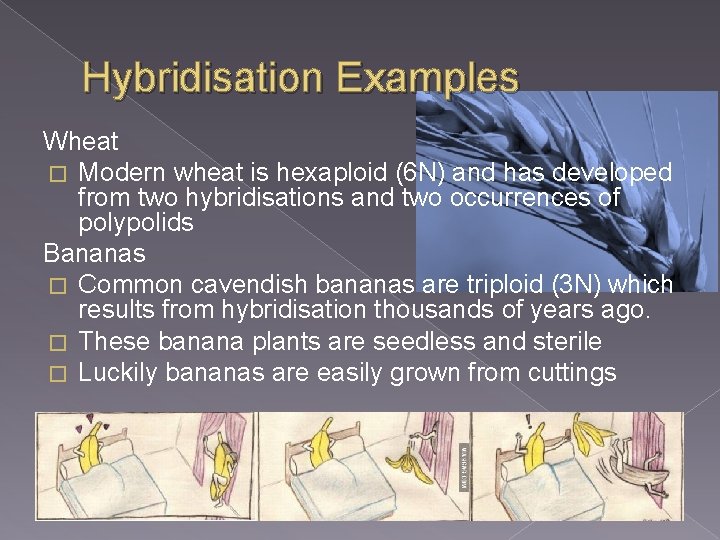 Hybridisation Examples Wheat � Modern wheat is hexaploid (6 N) and has developed from