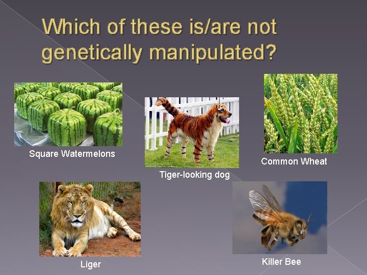 Which of these is/are not genetically manipulated? Square Watermelons Common Wheat Tiger-looking dog Liger