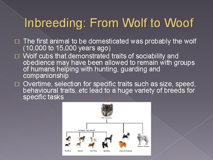 Inbreeding: From Wolf to Woof The first animal to be domesticated was probably the