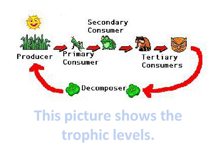 This picture shows the trophic levels. 
