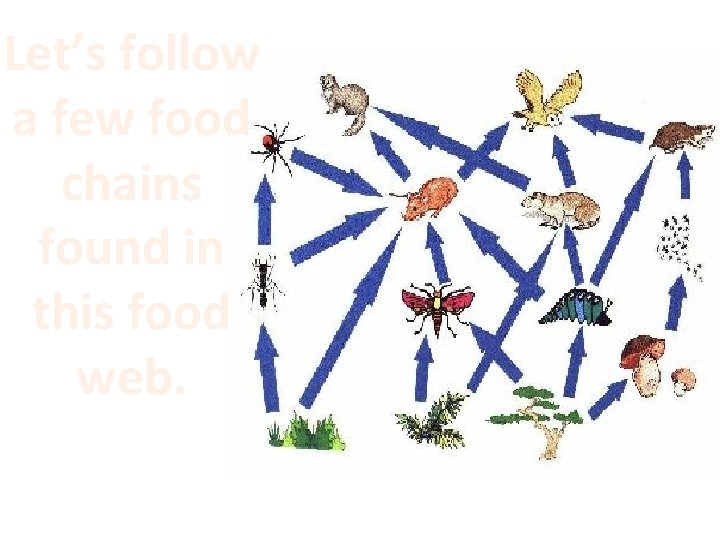 Let’s follow a few food chains found in this food web. 