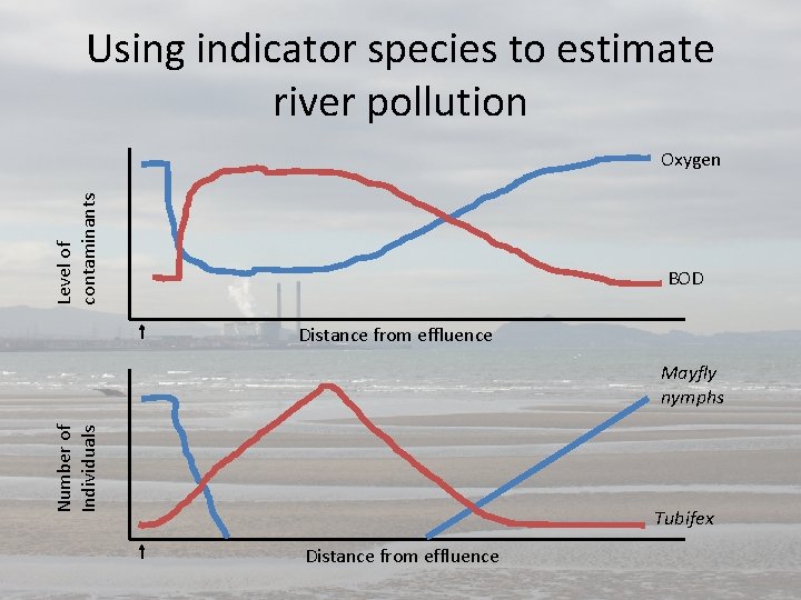 Using indicator species to estimate river pollution Level of contaminants Oxygen BOD Distance from