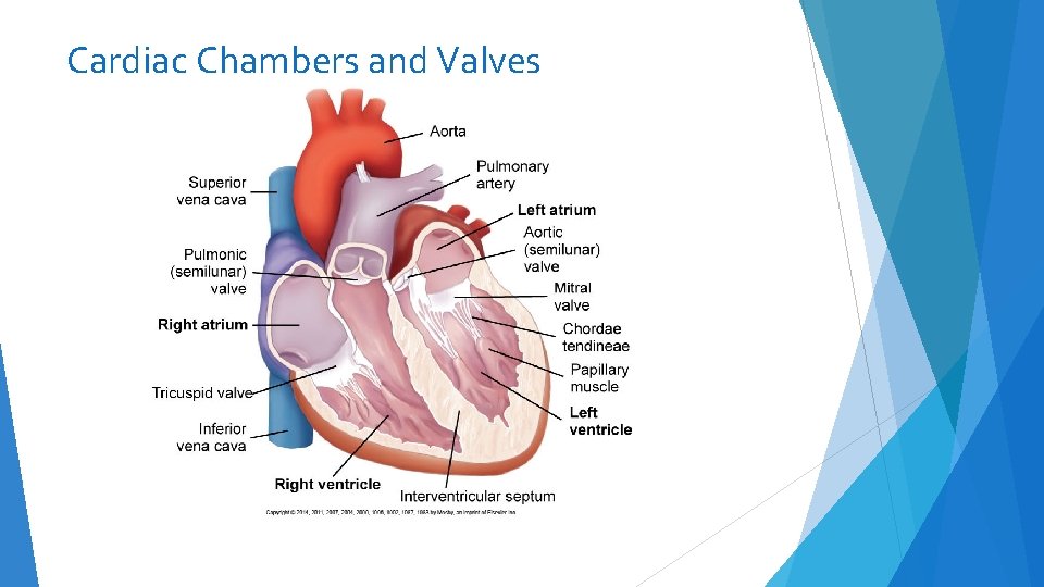 Cardiac Chambers and Valves 