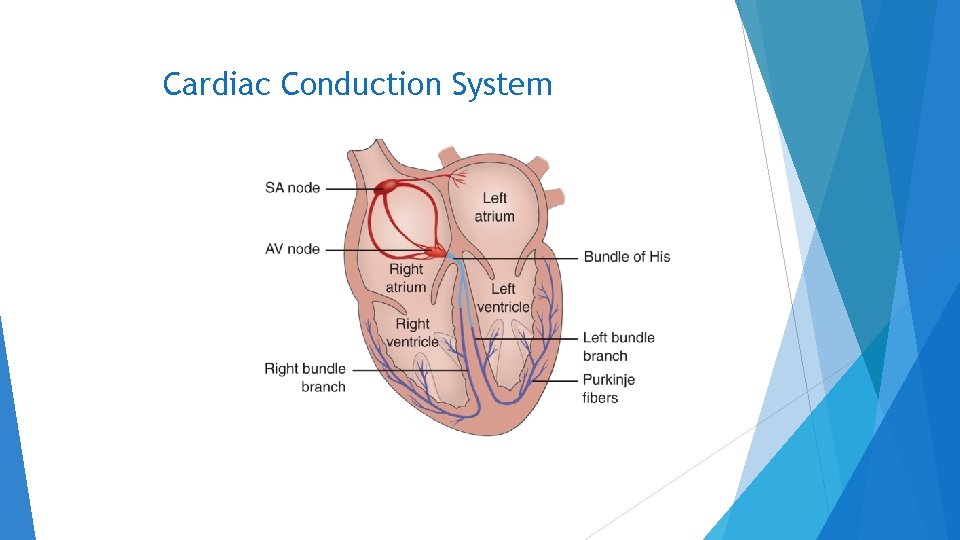 Cardiac Conduction System 