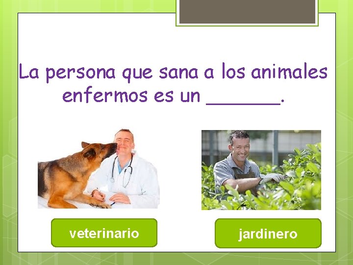 La persona que sana a los animales enfermos es un ______. veterinario jardinero 