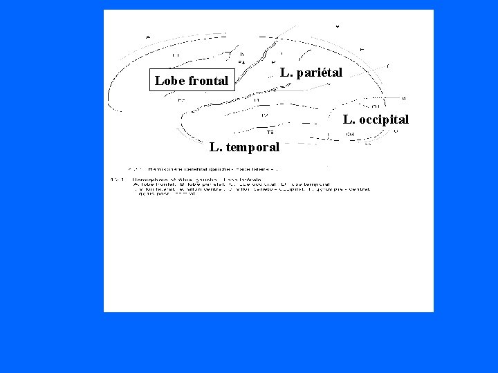 Lobe frontal L. pariétal L. occipital L. temporal 