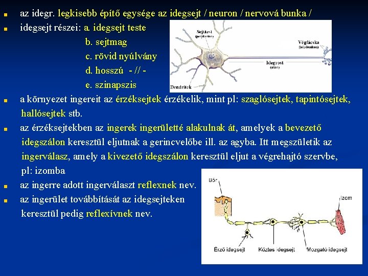 ■ ■ ■ az idegr. legkisebb építő egysége az idegsejt / neuron / nervová