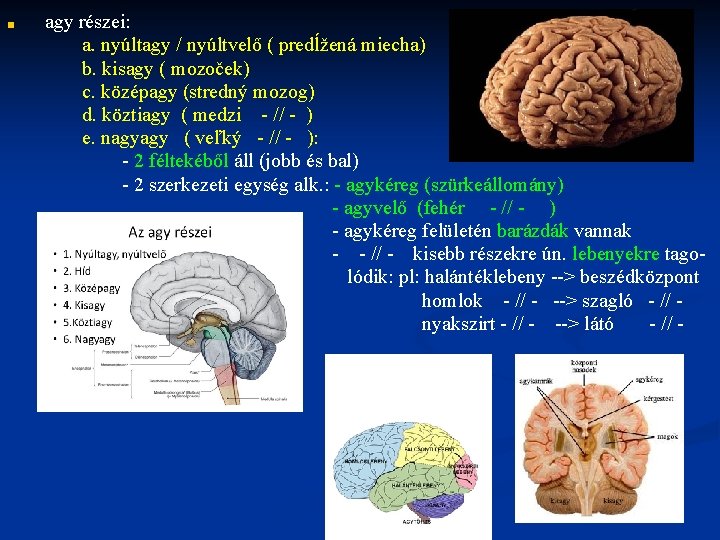 ■ agy részei: a. nyúltagy / nyúltvelő ( predĺžená miecha) b. kisagy ( mozoček)