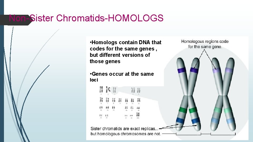 Non-Sister Chromatids-HOMOLOGS • Homologs contain DNA that codes for the same genes , but