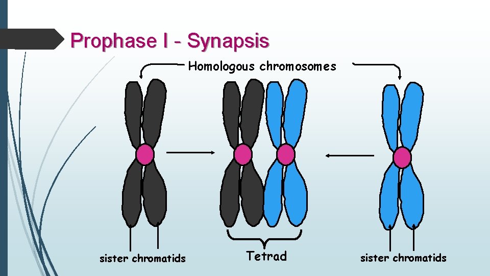 Prophase I - Synapsis Homologous chromosomes sister chromatids Tetrad sister chromatids 