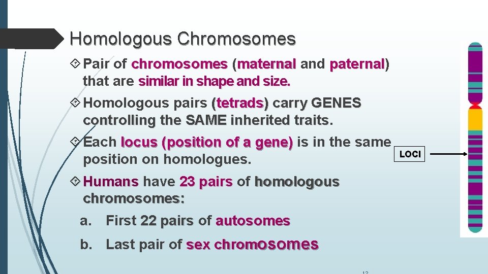 Homologous Chromosomes Pair of chromosomes (maternal and paternal) paternal that are similar in shape