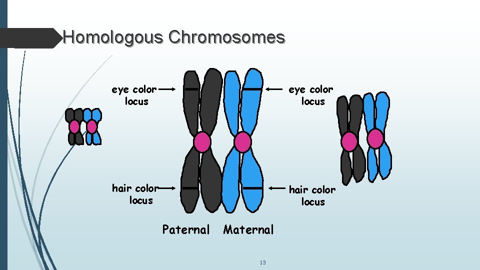 Homologous Chromosomes eye color locus hair color locus Paternal Maternal 13 