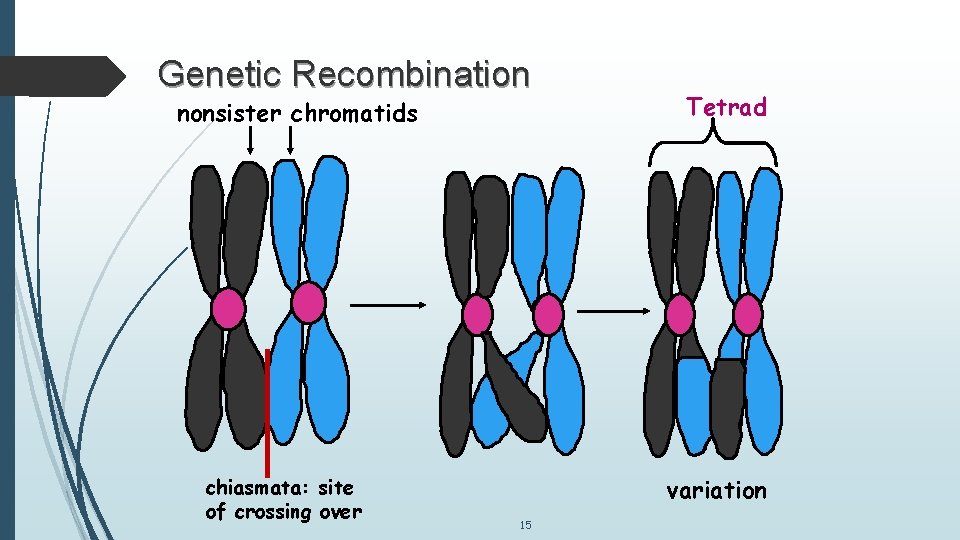 Genetic Recombination nonsister chromatids chiasmata: site of crossing over Tetrad variation 15 