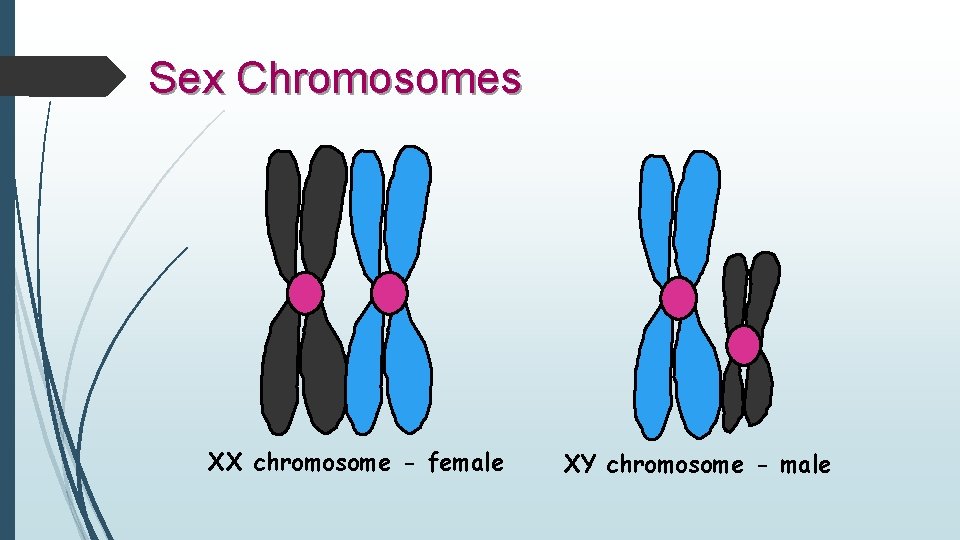 Sex Chromosomes XX chromosome - female XY chromosome - male 