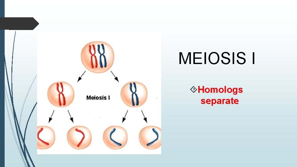 MEIOSIS I Meiosis I Homologs separate 