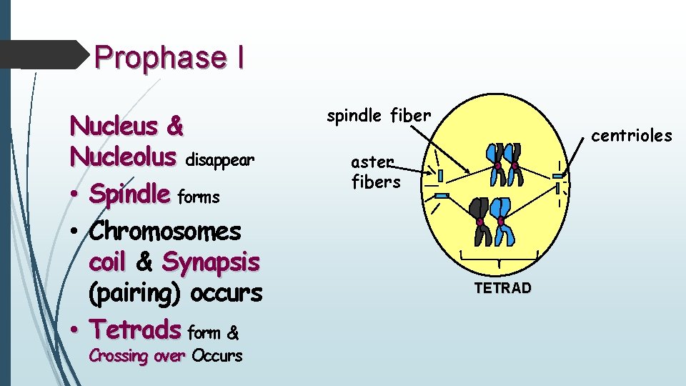 Prophase I Nucleus & Nucleolus disappear • Spindle forms • Chromosomes coil & Synapsis