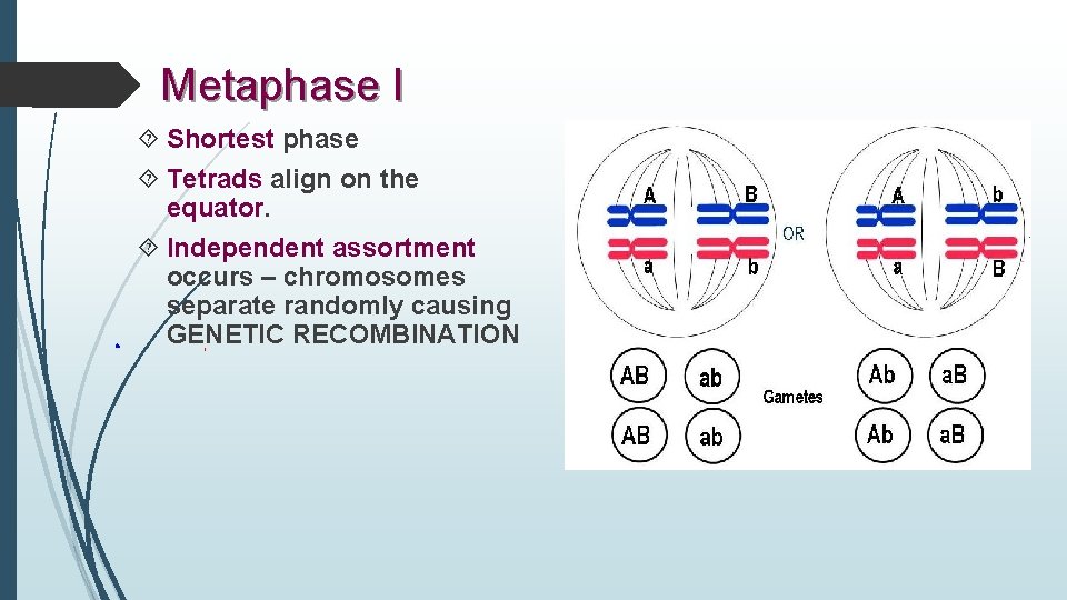Metaphase I Shortest phase Tetrads align on the equator. Independent assortment occurs – chromosomes
