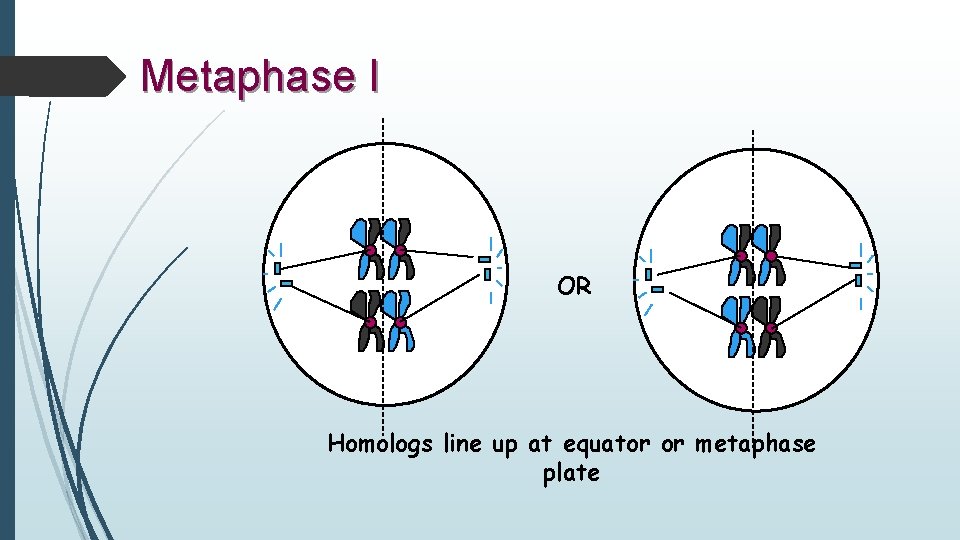 Metaphase I OR Homologs line up at equator or metaphase plate 