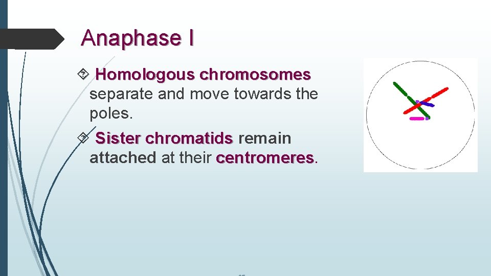 Anaphase I Homologous chromosomes separate and move towards the poles. Sister chromatids remain attached