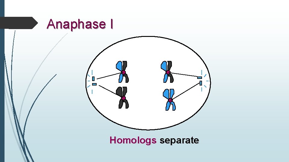 Anaphase I Homologs separate 