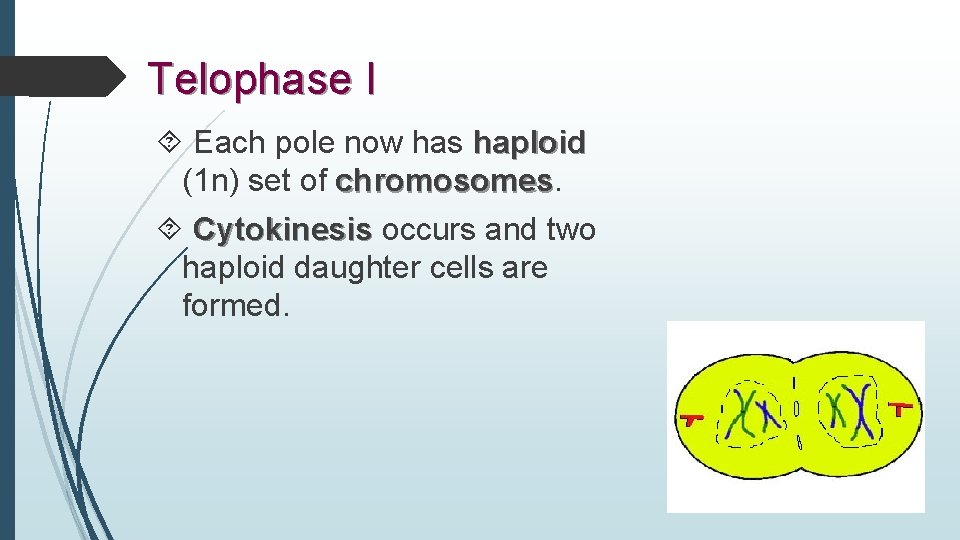 Telophase I Each pole now has haploid (1 n) set of chromosomes Cytokinesis occurs