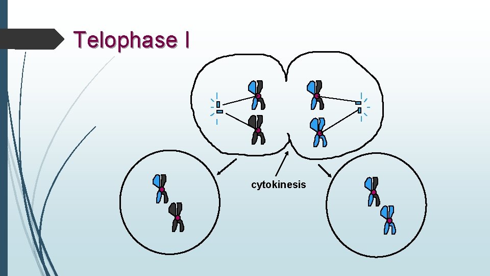 Telophase I cytokinesis 